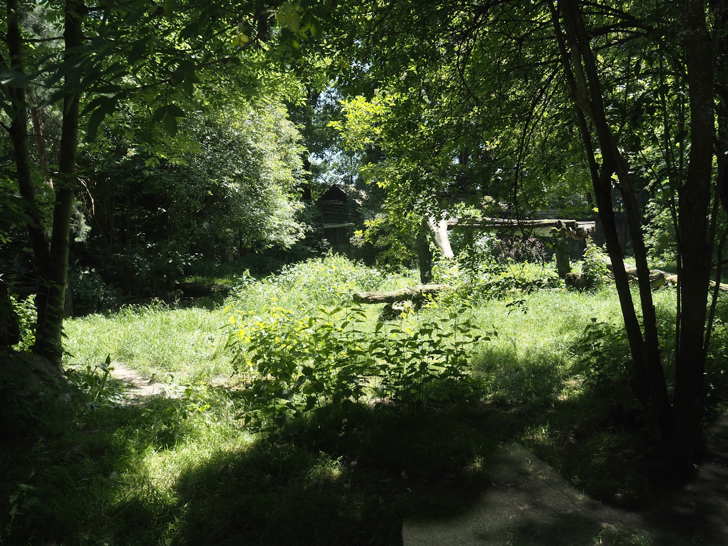 White wolf exhibit, 2024-06-08