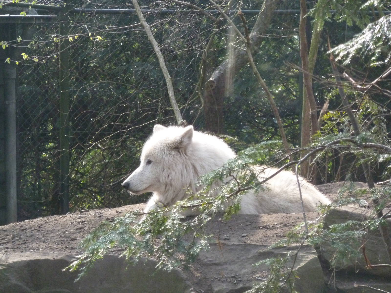 White wolf