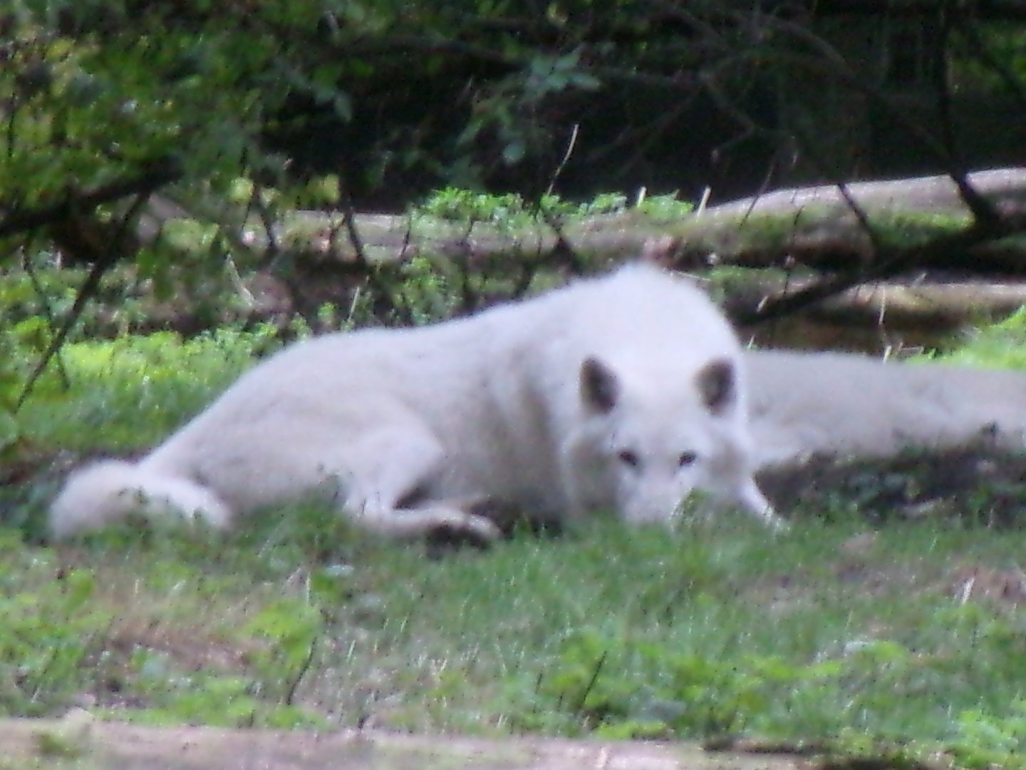 White wolf