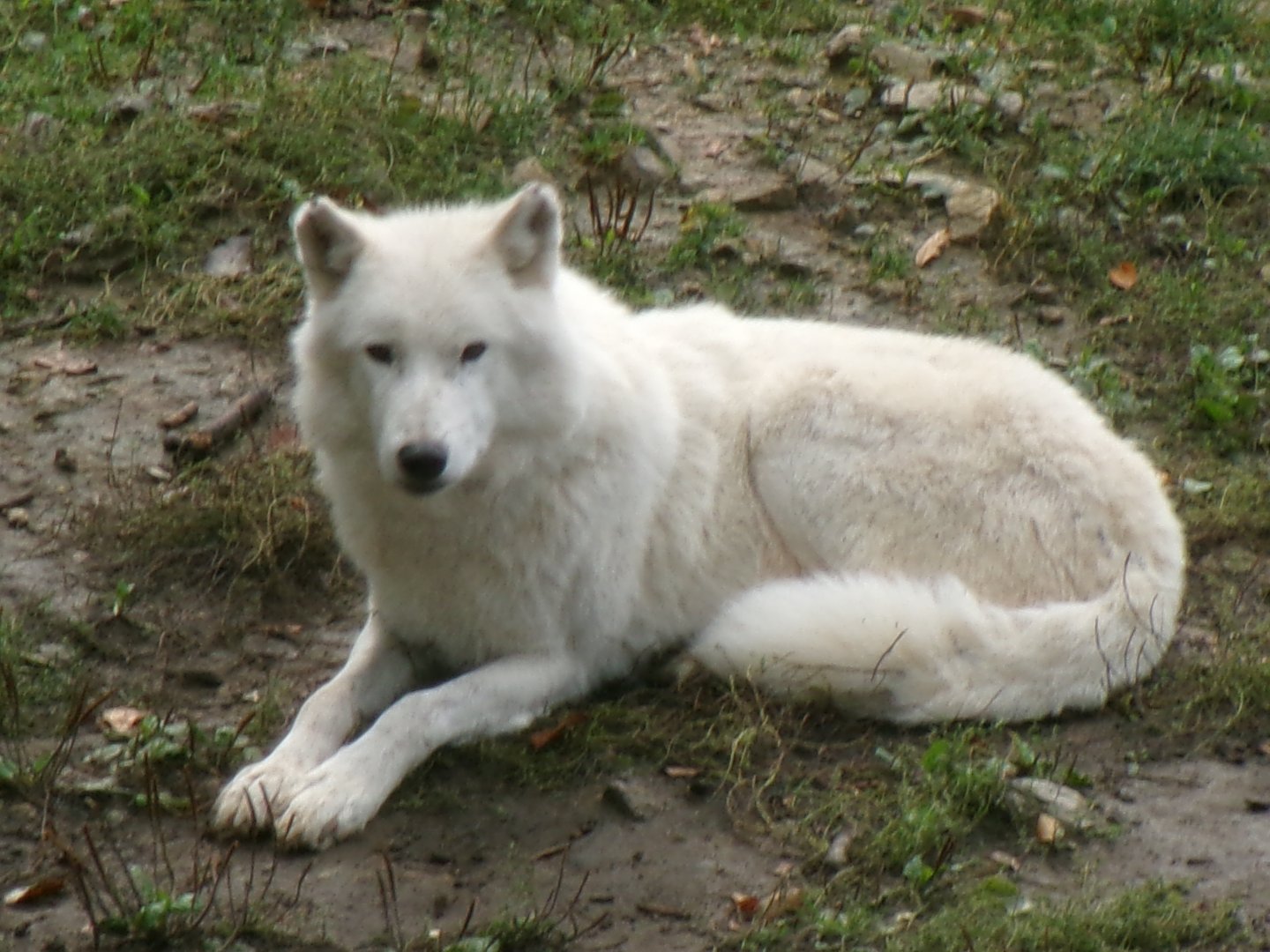 White wolf