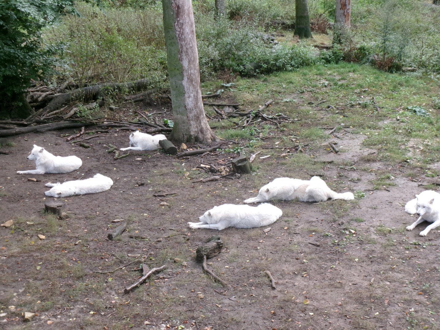 White wolves