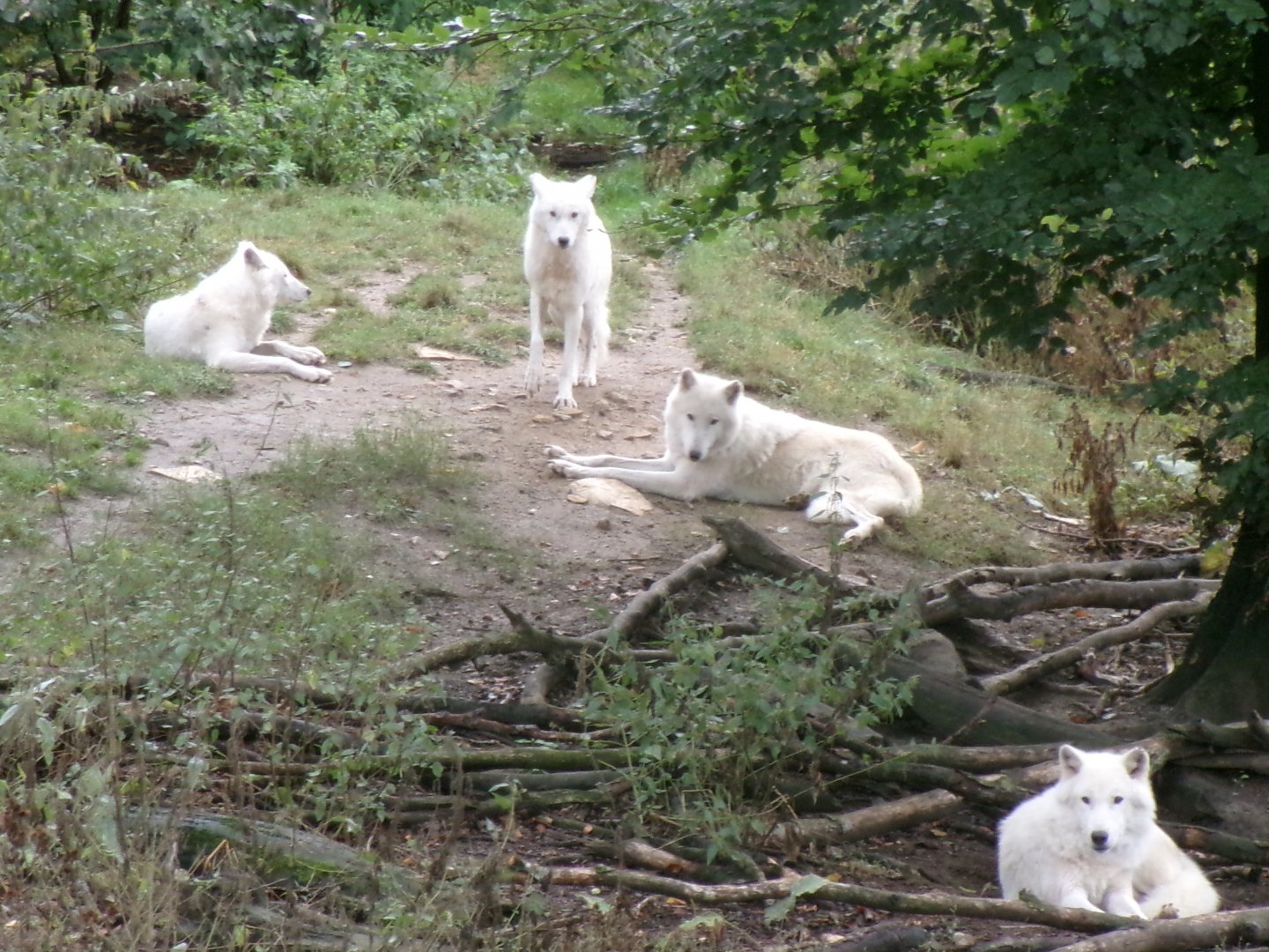 White wolves