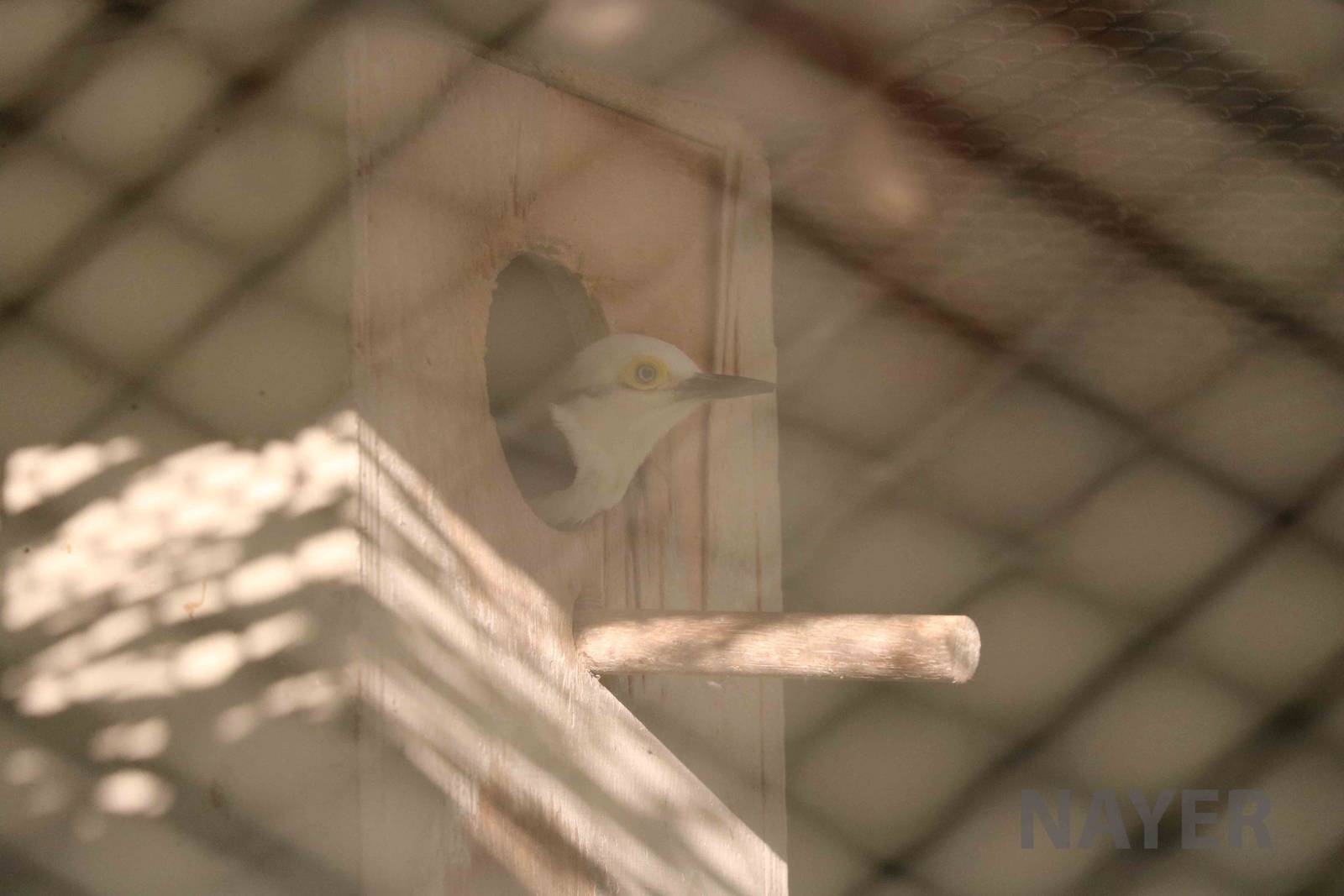 White woodpecker, April 2016