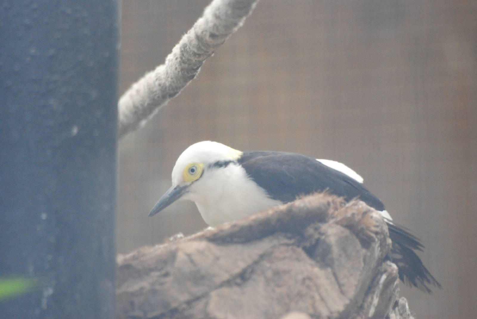White Woodpecker at Barcelona, 30/05/11