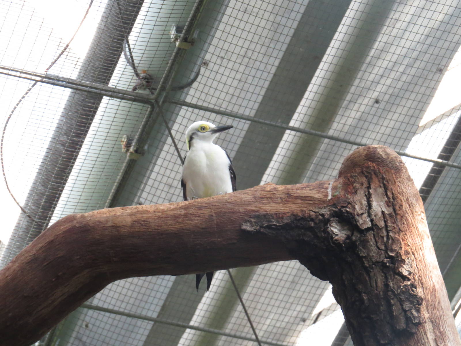 White woodpecker, June 2015.