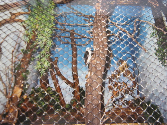 White Woodpecker London Zoo 1990.