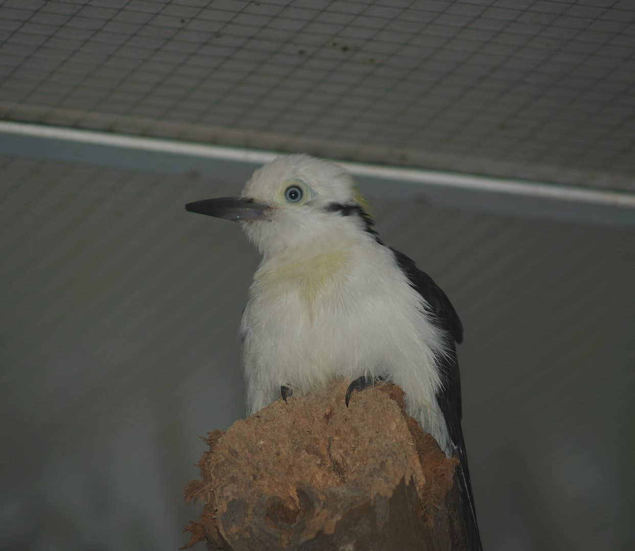 White woodpecker (Melanerpes candidus), 2006-11-19