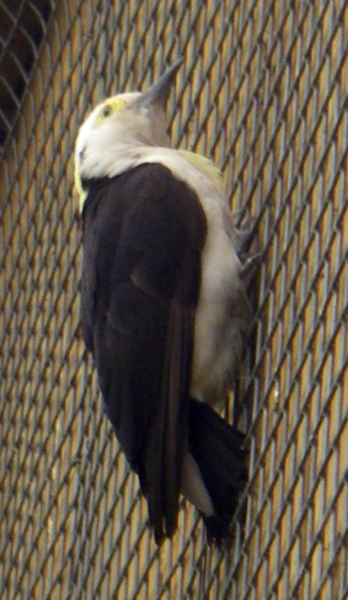 White Woodpecker (Melanerpes candidus)