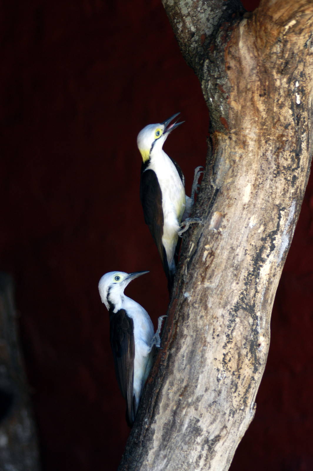 White Woodpecker (Melanerpes candidus)