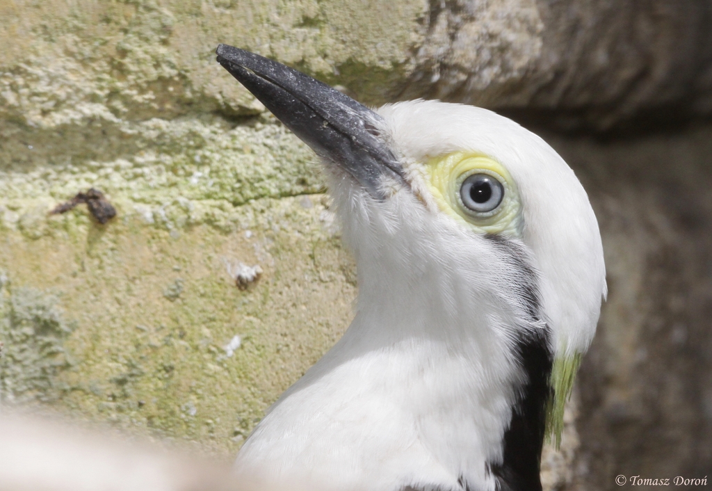White woodpecker (Melanerpes candidus)