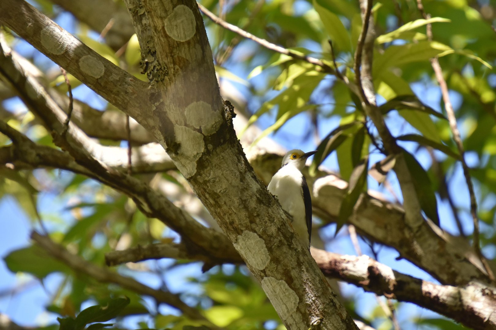 White Woodpecker (Melanerpes candidus)