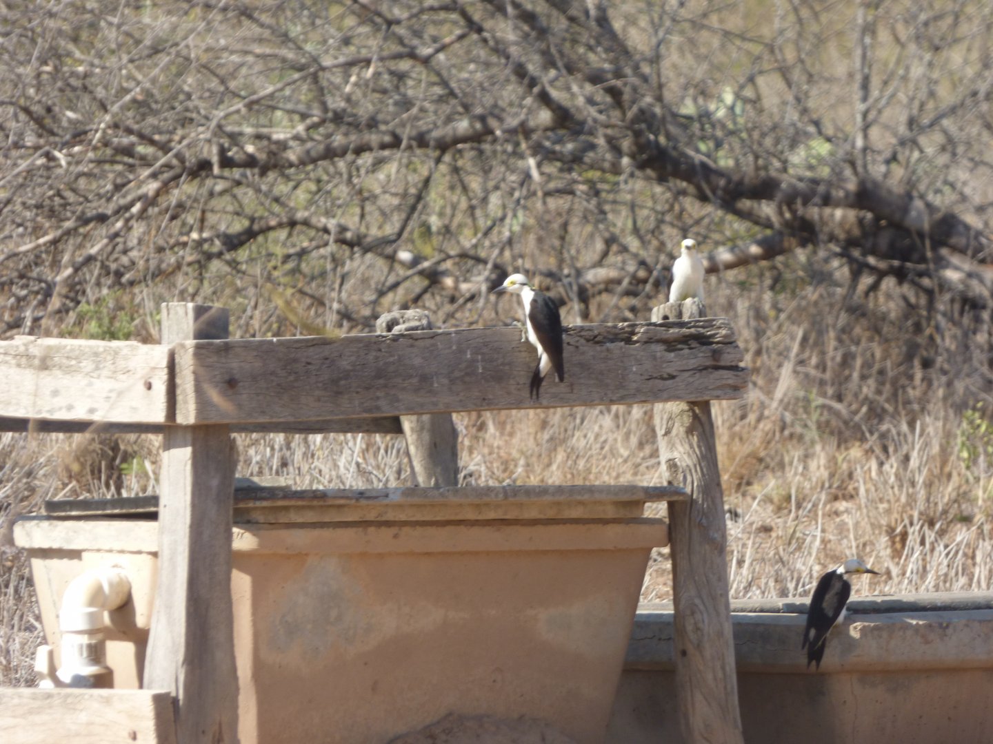 White Woodpecker (Melanerpes candidus)