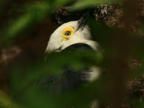 White Woodpecker