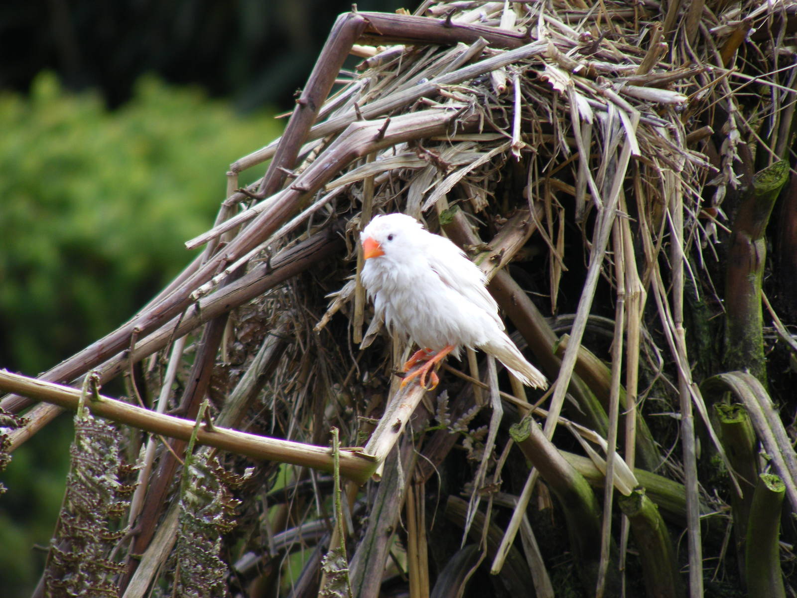 White zebra finch (?) in walk-through aviary at Beale Park, 13th March 2010