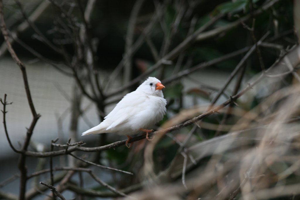 White Zebra Finch