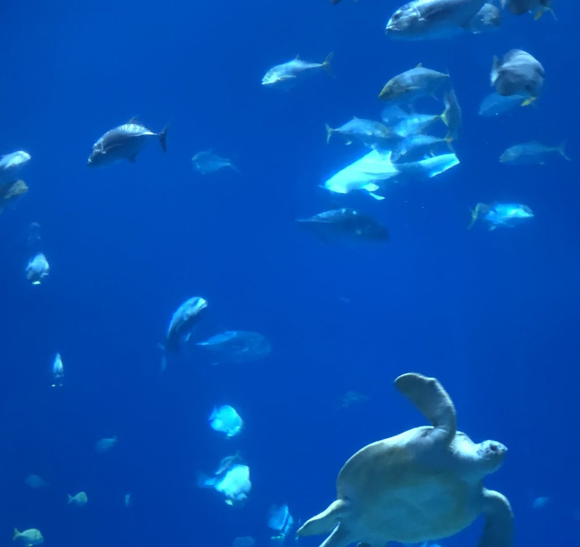 White Zebra Shark in Ocean Voyager