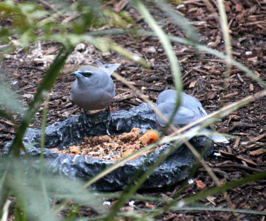 White_browed_woodswallow