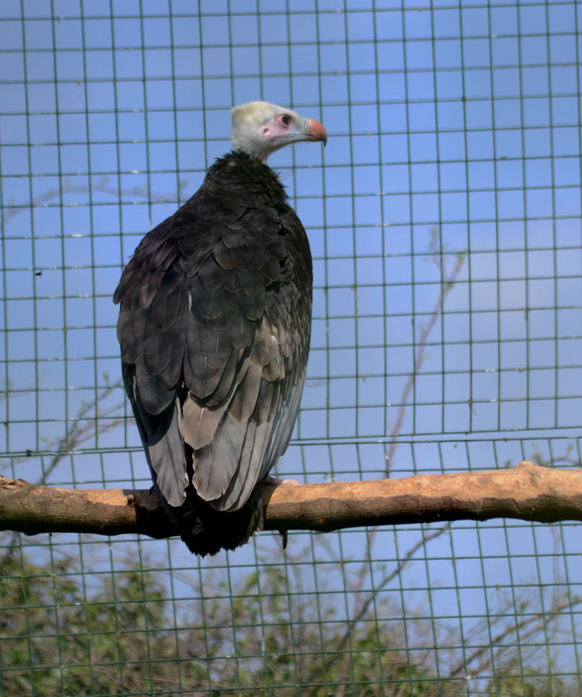 WHITE_HEADED_VULTURE_-_HAWK_CON_07_04_2015_465_