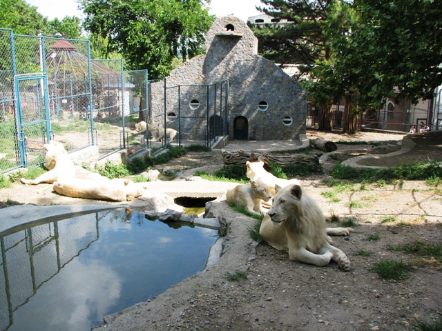 White_lions3
