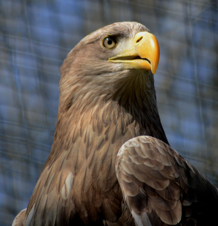 WHITE_TAILED_SEA_EAGLE_-_HAWK_CON_07_04_2015_519_