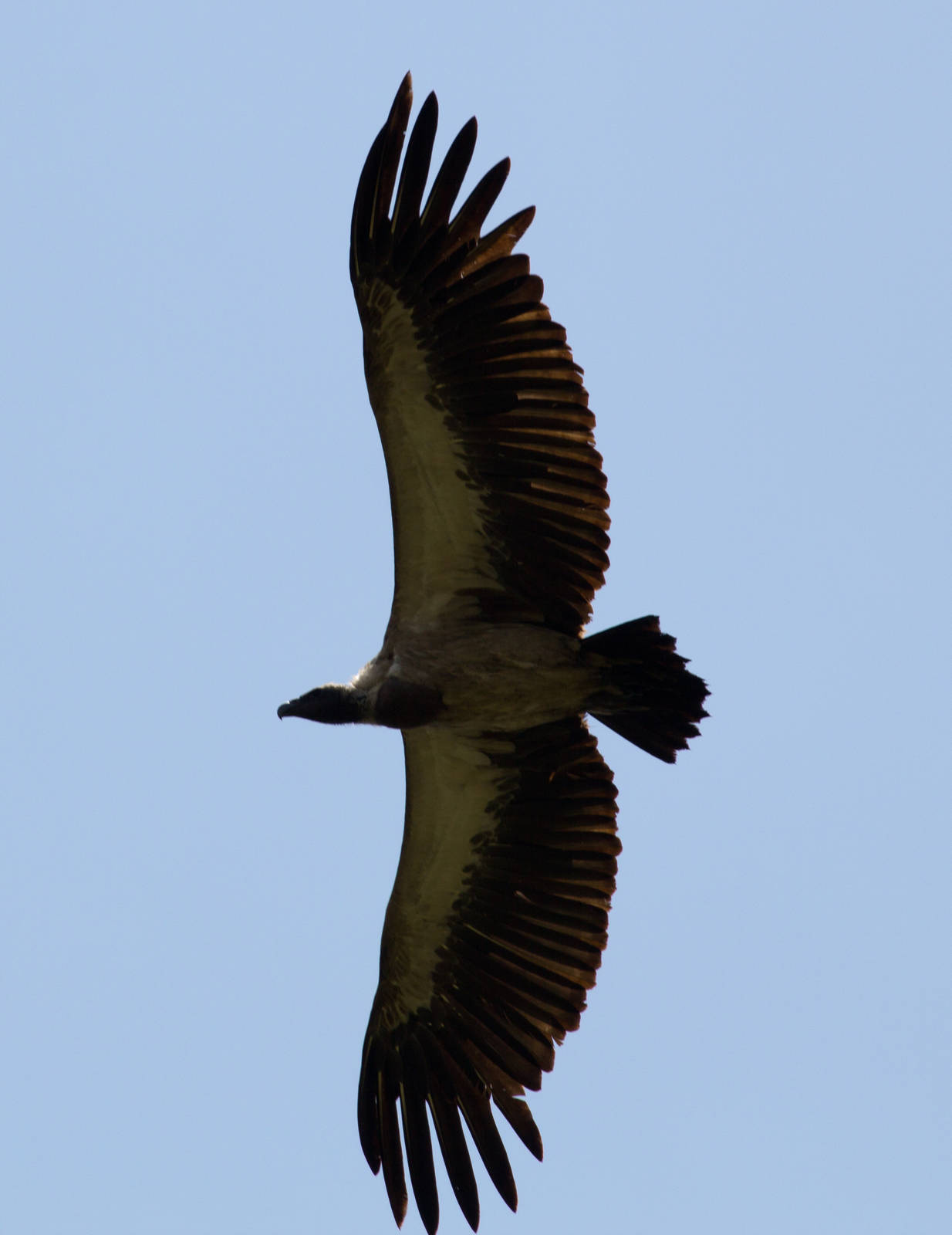 Whitebacked Vulture
