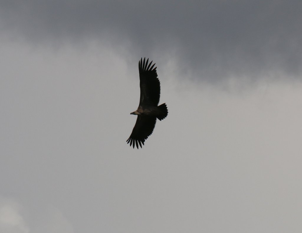 Whitebacked Vulture