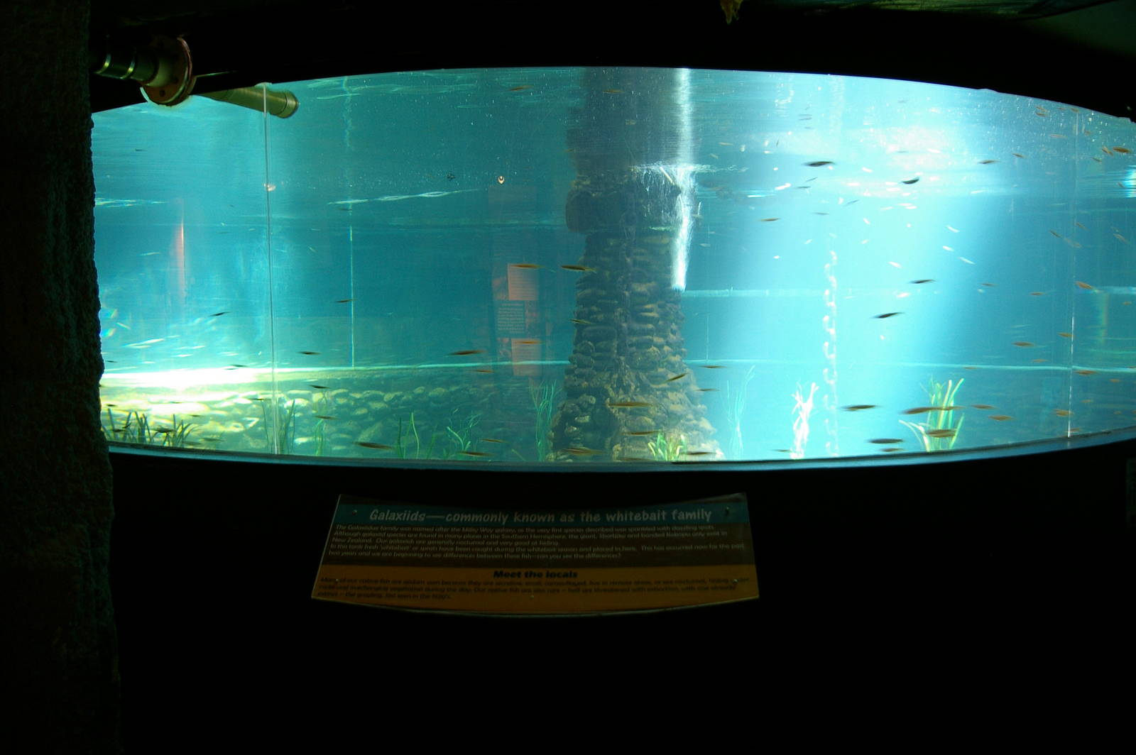 whitebait tank