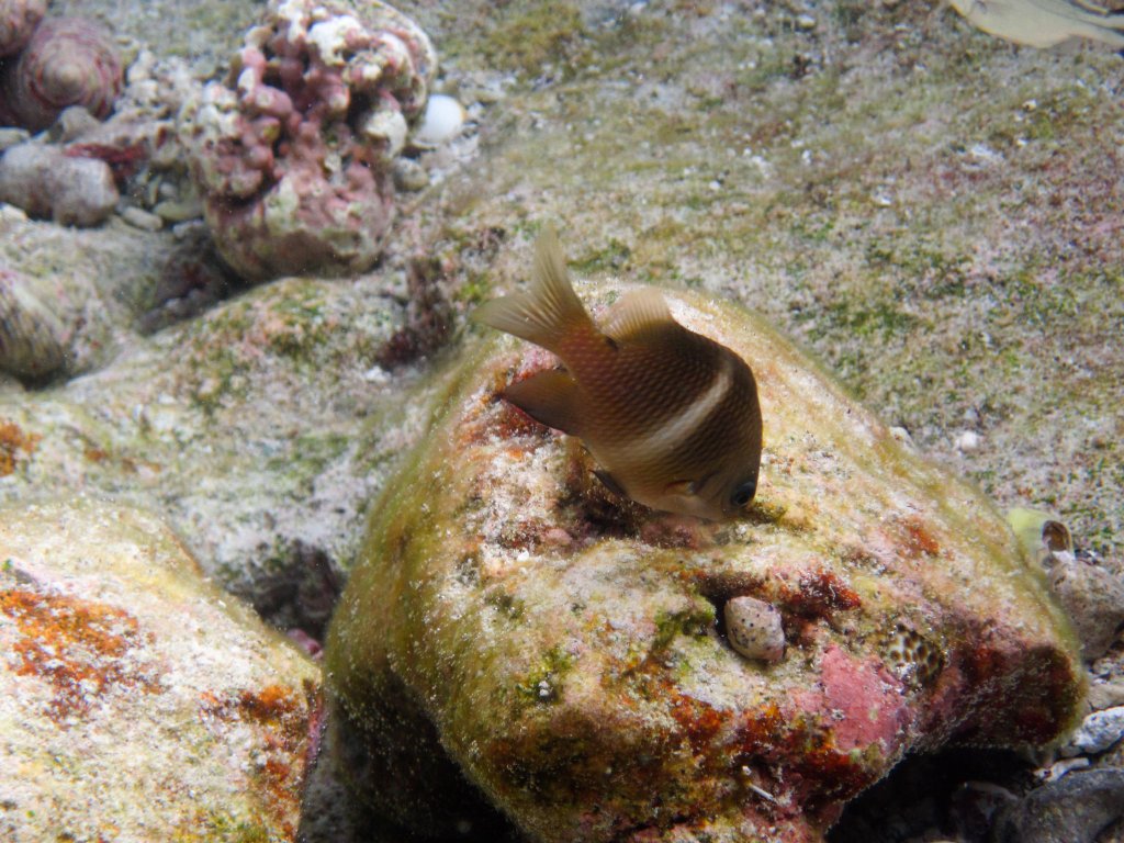Whiteband Damsel (Plectroglyphidodon leucozonus)
