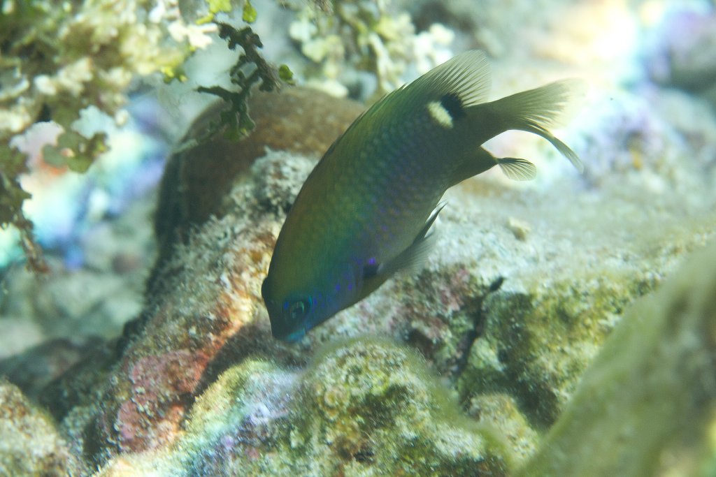 Whiteband Gregory (Stegastes albifasciatus)