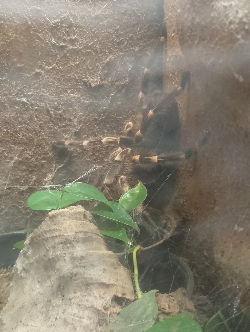 Whitebanded tarantula