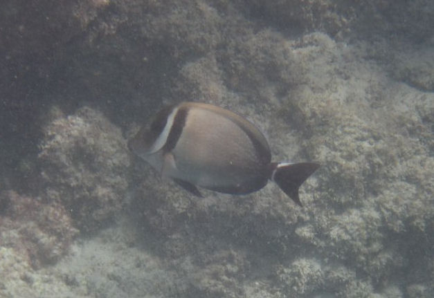 Whitebar Surgeonfish (Acanthurus leucopareius)