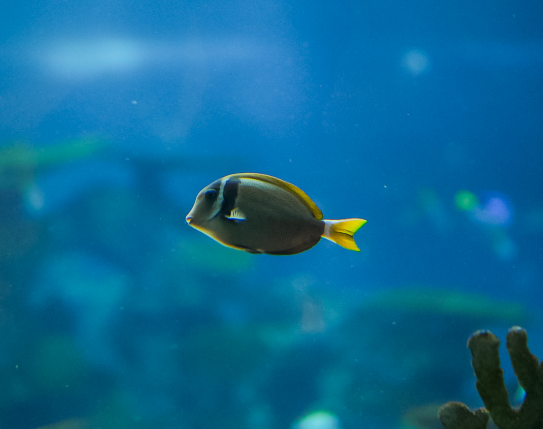 Whitebar Surgeonfish