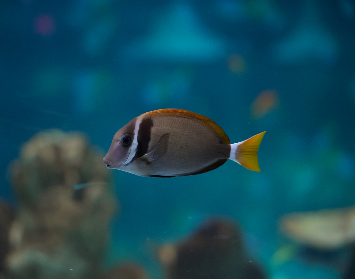Whitebar Surgeonfish