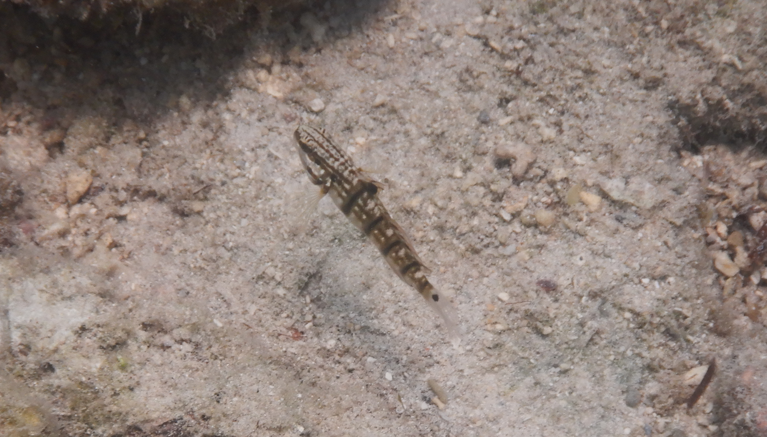Whitebarred Goby (Amblygobius phalaena) - Green Island