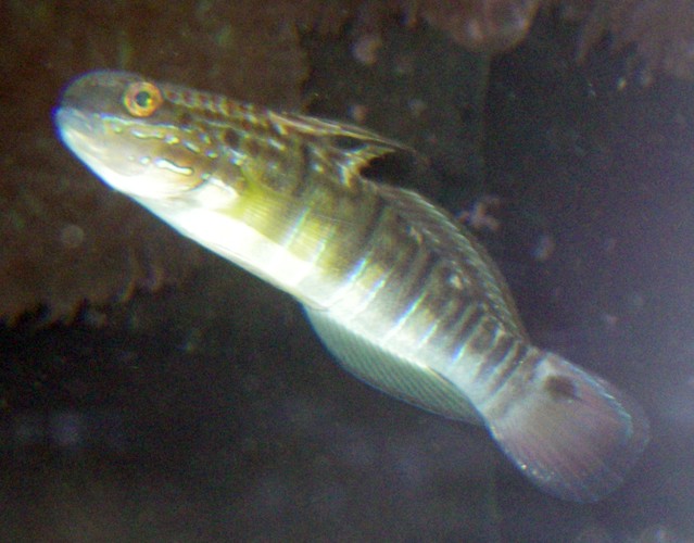 Whitebarred Goby (Amblygobius phalaena)