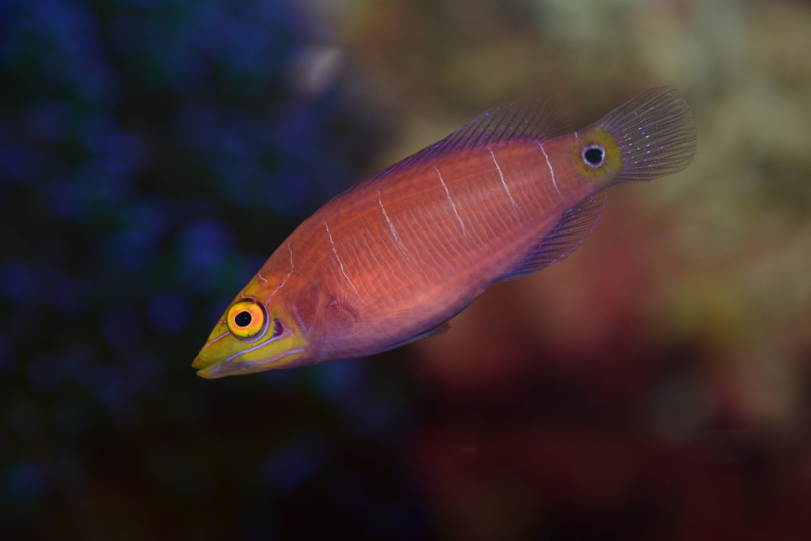 Whitebarred wrasse (Pseudocheilinus ocellatus)
