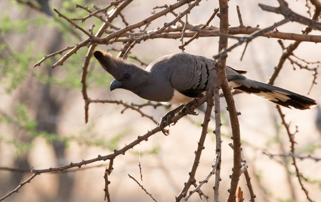 Whitebellied Go-Away Bird female
