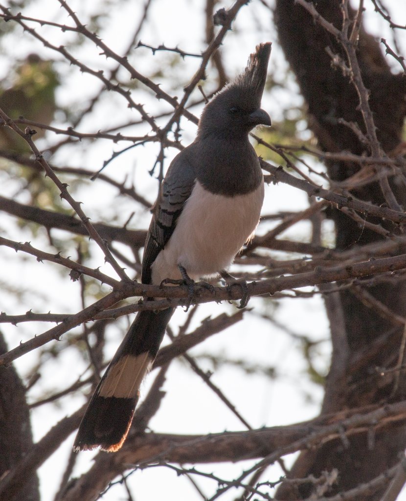 Whitebellied Go-Away Bird female