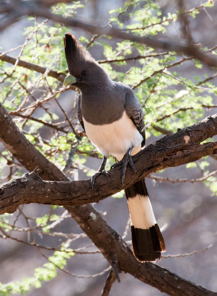 Whitebellied Go-Away Bird male