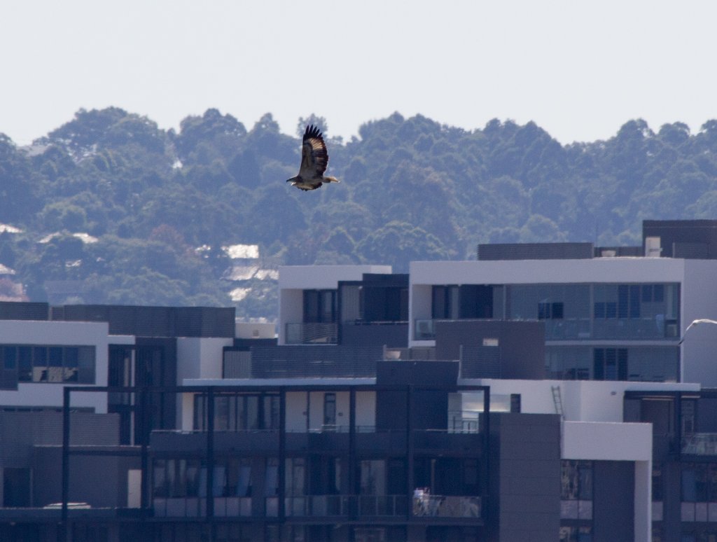 Whitebellied Sea Eagle juvenile