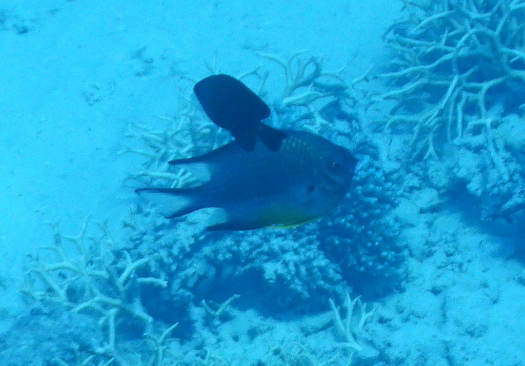 Whitebelly Damselfish
