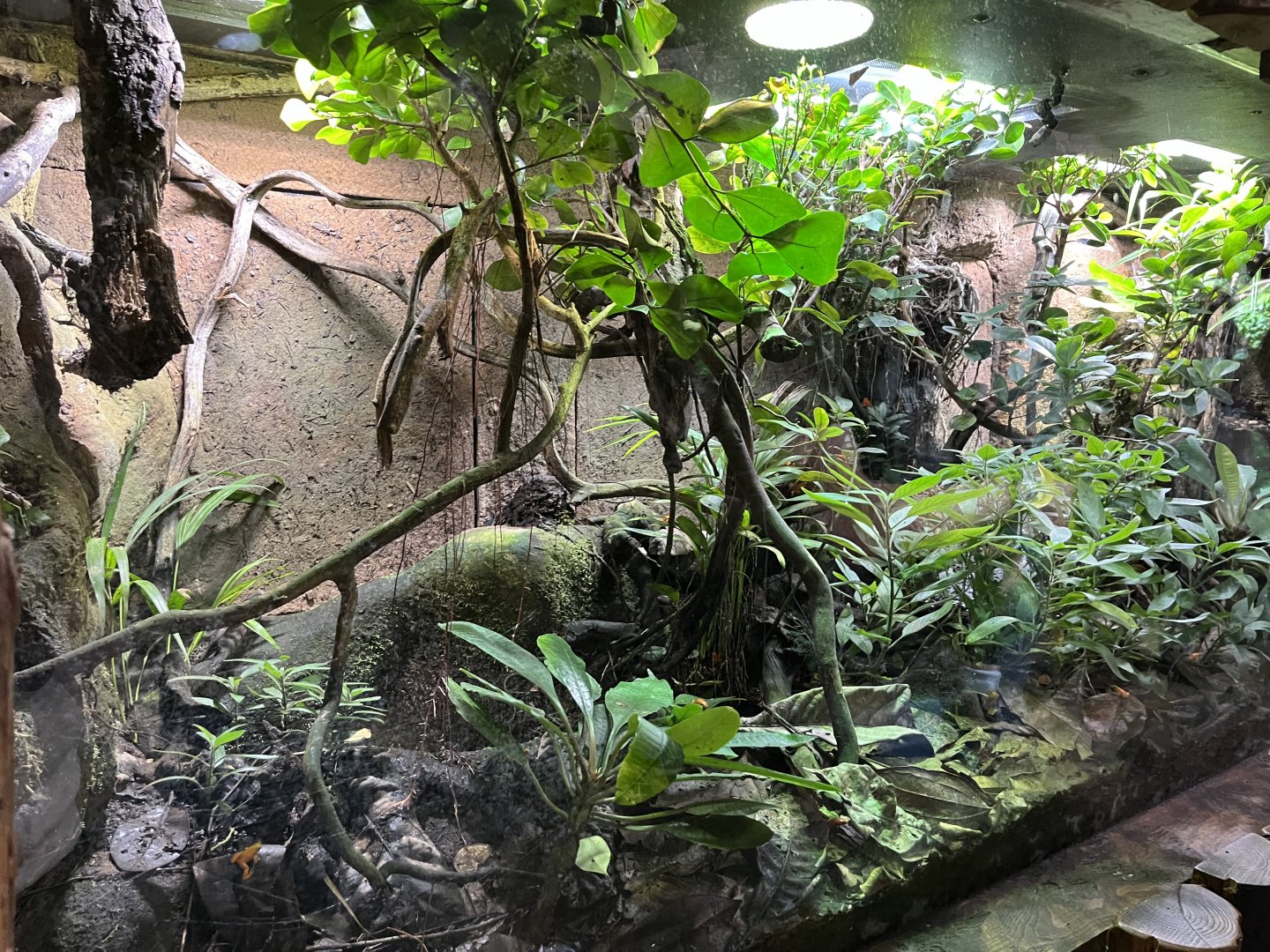 Whitebelly reed frog and golden mantella terrarium 29.6.24