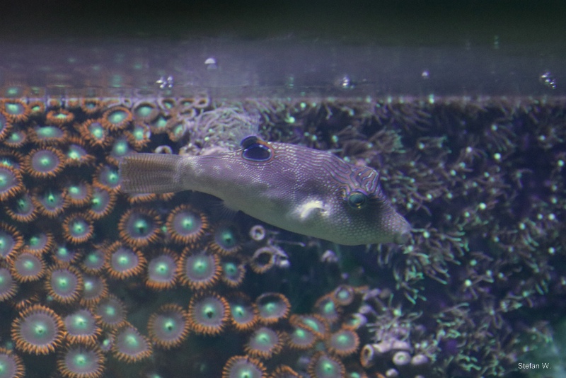 Whitebelly toby (Canthigaster bennetti)