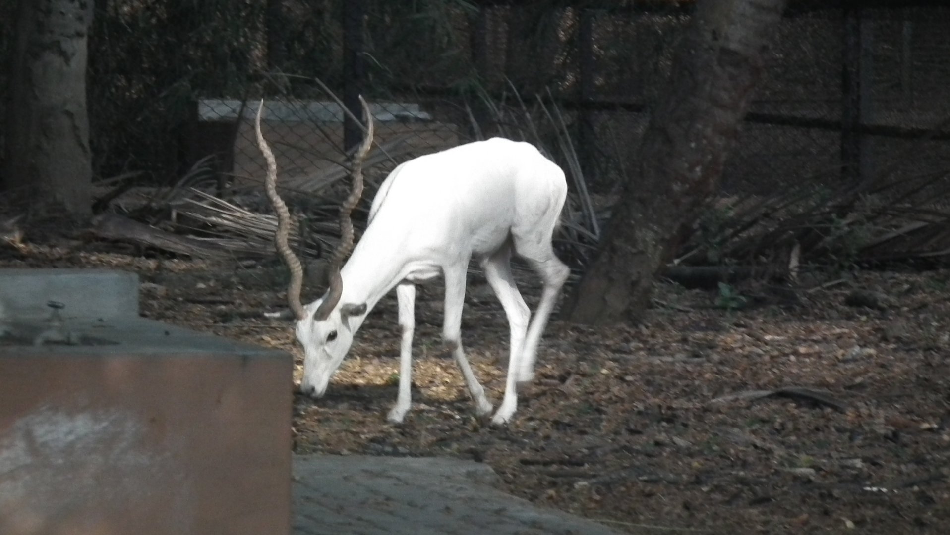 'Whitebuck' (Antilope cerviapra)