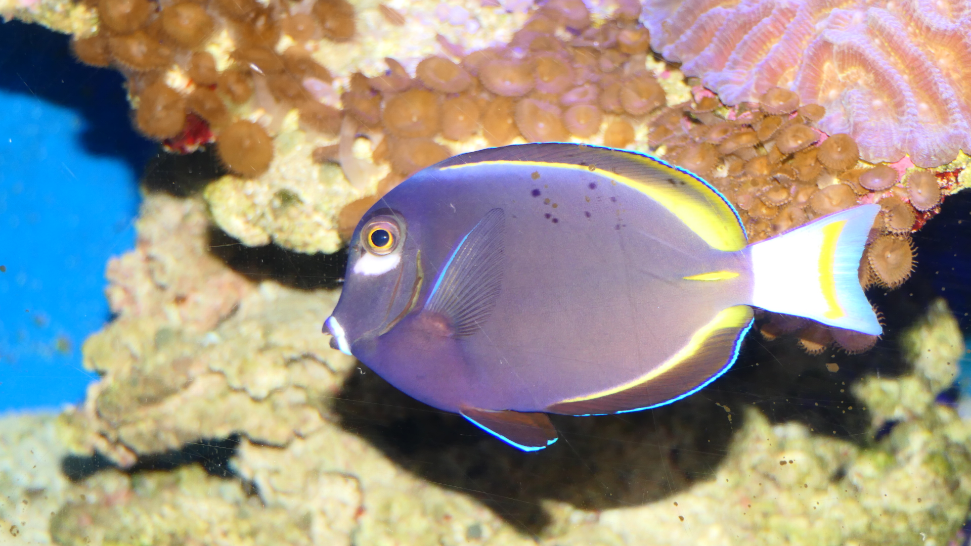 Whitecheek Surgeonfish (Acanthurus nigricans) - Dolphin Discovery Centre, Bunbury