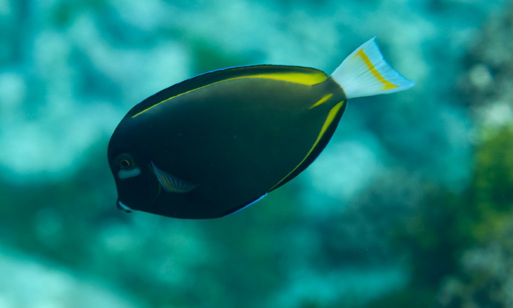 Whitecheek Surgeonfish (Acanthurus nigricans)