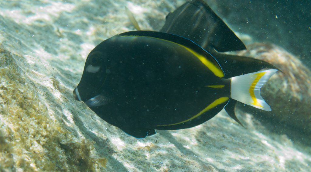 Whitecheek Surgeonfish (Acanthurus nigricans)