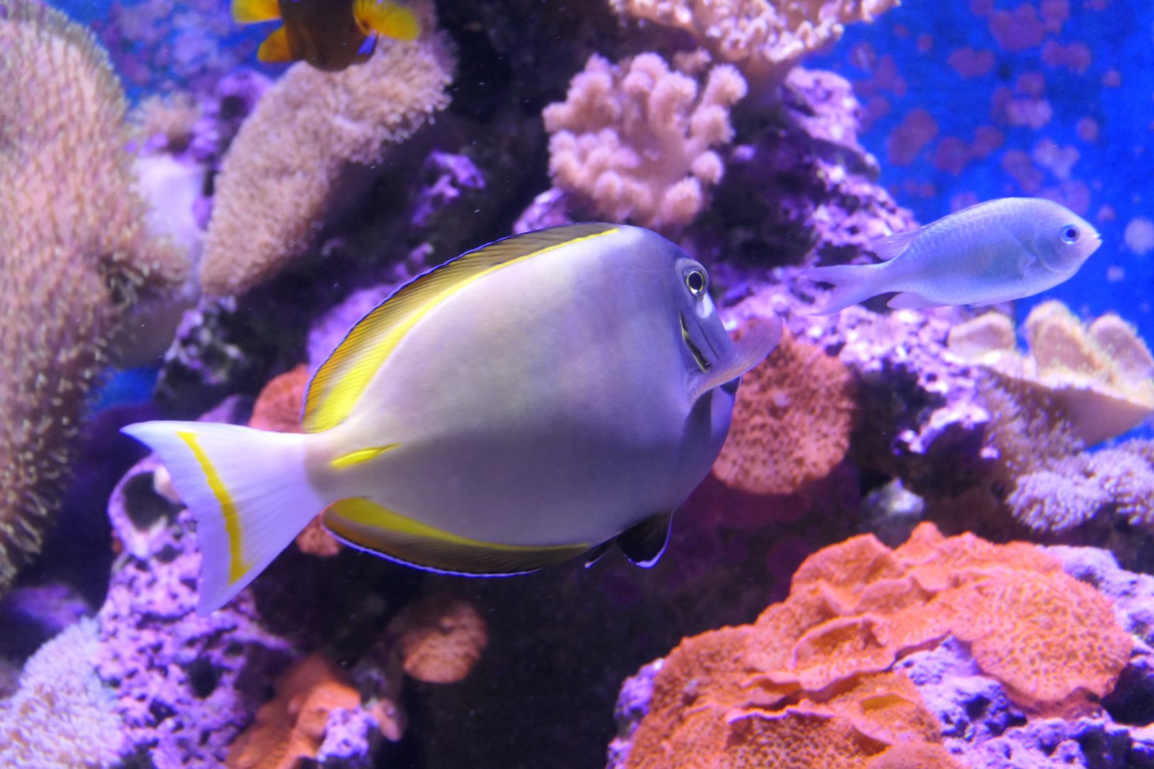 Whitecheek Tang (Acanthurus nigricans)
