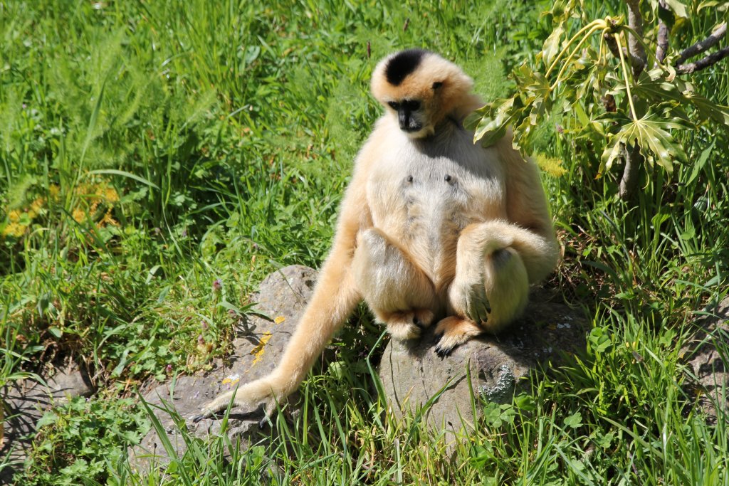 Whitecheeked Gibbon female