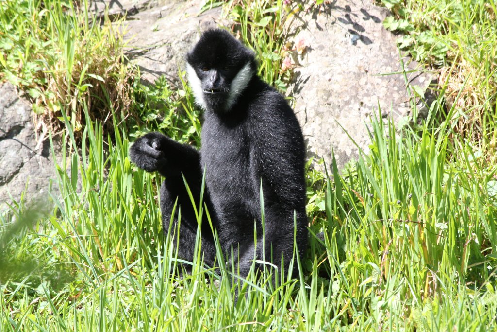 Whitecheeked Gibbon male